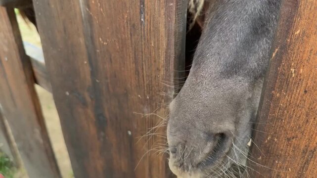 Feeding Horse Through Wooden Fence on Farm