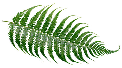 Single green fern leaf with serrated edges, isolated on transparent background © VSTOCK