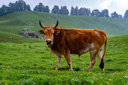 Brown Badri cow (Oahari breed) standing in green Himalayan meadow of Uttarakhand, India