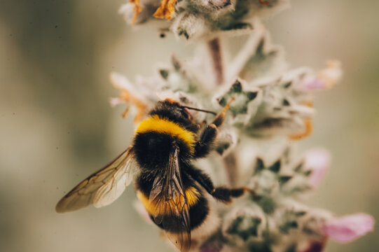 bee on a flower