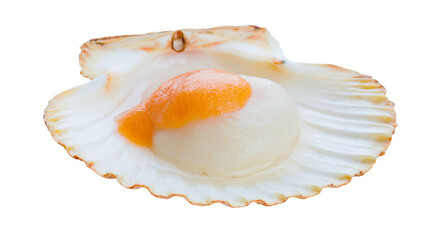 Fresh raw scallop with orange roe in a white shell, isolated on transparent background © VSTOCK