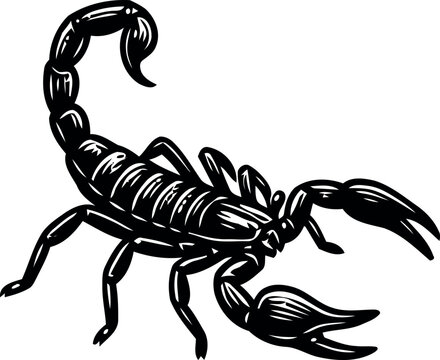 Vintage engraving of a scorpion detailed black and white illustration for tattoo or graphic design