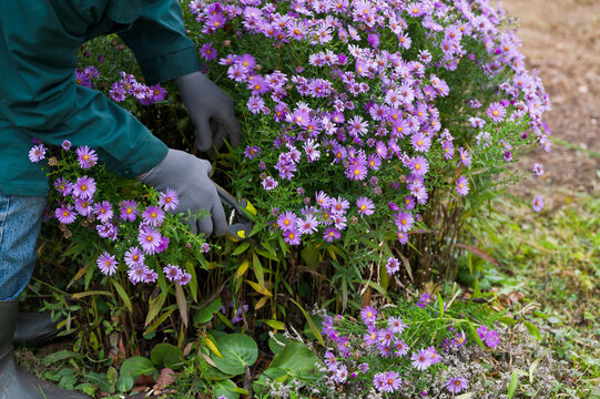 Woman pruning violet blue color bushy asters in autumn time in garden, gardener prepares flowers asters for winter time in autumn, gardeners works &iacute;n autumn time in garden