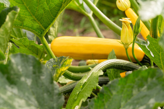 A vibrant close-up shot of a ripe yellow zucchini (courgette) growing on a vine surrounded by lush green leaves and yellow blossoms in an organic vegetable garden. Ideal for themes of agriculture, hea