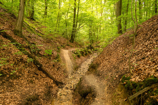 Wolski Dol ravine in the Wolski Forest (Las Wolski) in Krakow, Poland
