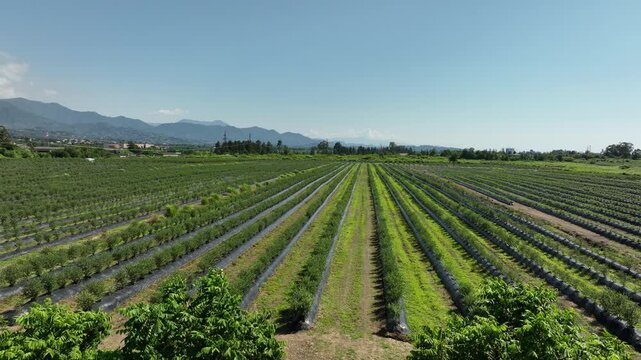 aerial drone shot overlooking a massive agricultural plantation of organic blueberries. The video highlights the modern farming technique, showcasing long, systematic rows of young green bushes