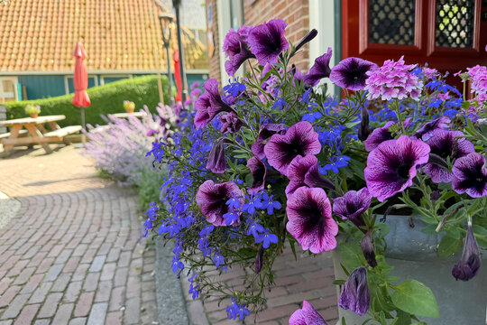 Bunte Sommerblumen vor friesischem Haus in Terherne, Terherne, Friesland, Niederlande
