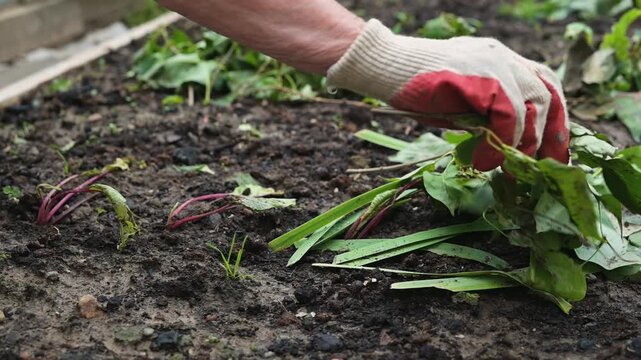 A person is pulling weeds from the soil in a garden. The task is focused on preparing the area for new plants by clearing unwanted growth