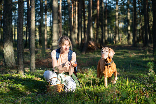 Healthy lifestyle, harvesting and leisure, happy woman hiker forager collects edible mushrooms in forest, positive female hunter sitting on meadow with dog and gathering edible seasonal ingredients.