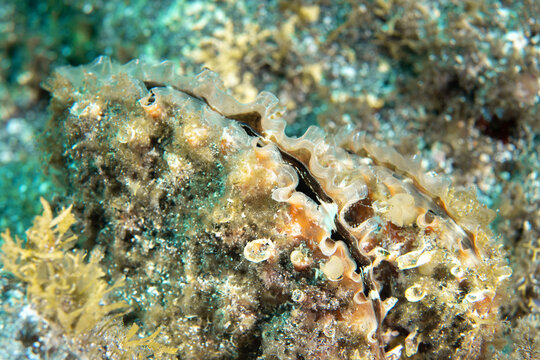 Pinna rudis fan mussel growing on Tenerife rocky seabed