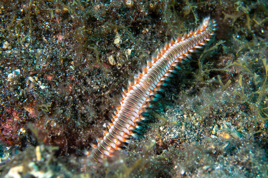 Bearded Fireworm (Hermodice carunculata) Walking on Volcanic Rock in Tenerife Spain