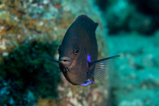 Canary Damsel (Similiparma lurida) on Rocky Reef in Tenerife Spain