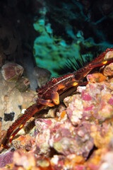 Sally Lightfoot crab (Percnon gibbesi) living on Tenerife Atlantic coastline © Krzysztof Bargiel