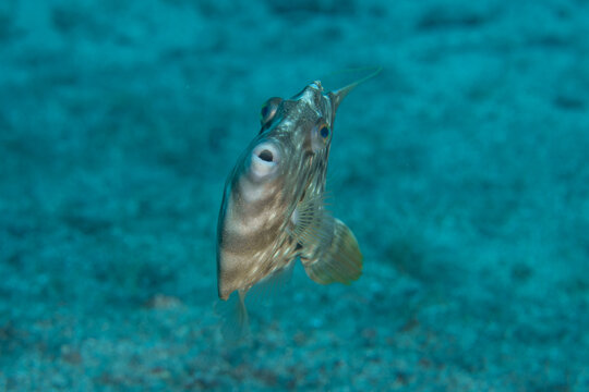 Close-Up Portrait of Planehead Filefish (Stephanolepis hispidus) Swimming Near Reef