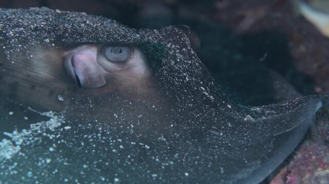 Macro Underwater Close Up of Stingray Eye and Gills, Tenerife