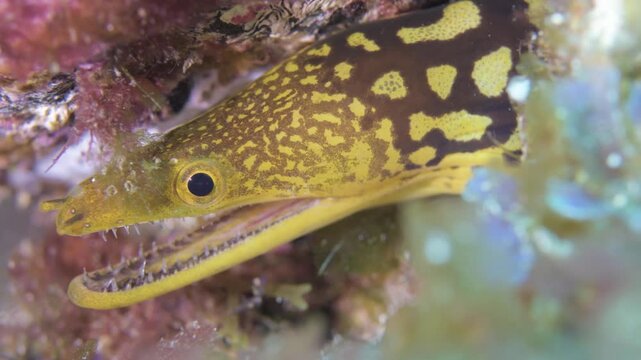 Macro Underwater Close Up of Fangtooth Moray Eel, Tenerife