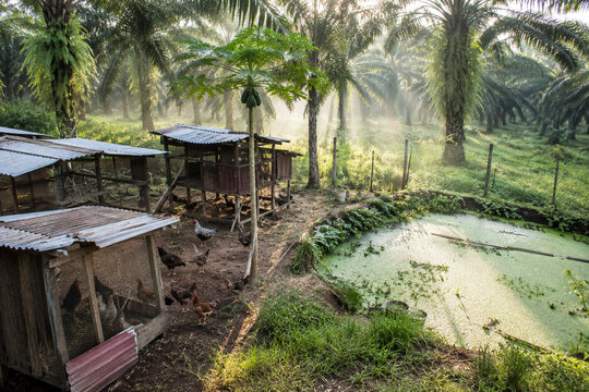 Elevated view of chicken coops and azolla pond with morning mist in oil palm plantation