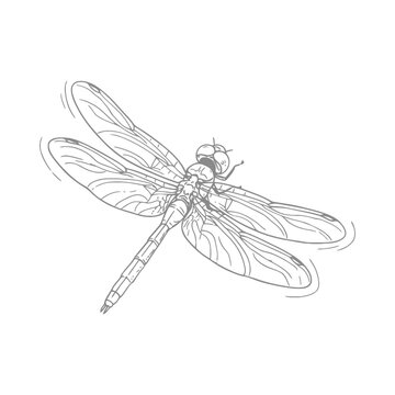 Dragonfly Line Art Illustration On White Background Detailed Insect Sketch