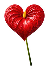 Fototapeta premium PNG Heart-shaped red anthurium bloom.