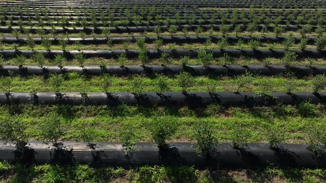 aerial drone shot overlooking a massive agricultural plantation of organic blueberries. The video highlights the modern farming technique, showcasing long, systematic rows of young green bushes
