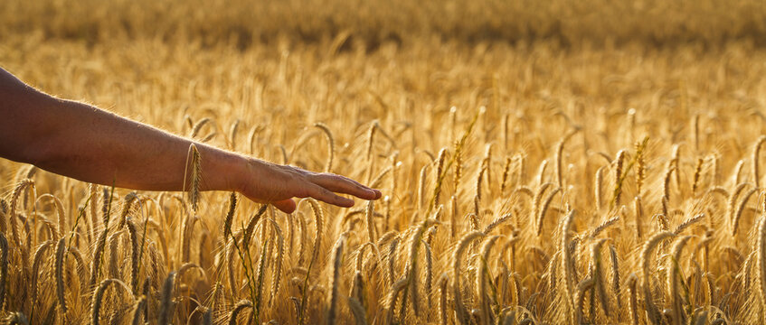 Male hand touching a golden wheat ear barley or rye in the wheat field. Young man's hand moving through wheat field. Agronomist hand touching wheat during sunset.