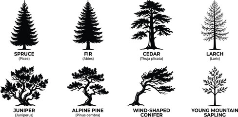 Vector collection of black coniferous tree silhouettes including spruce fir cedar pine and juniper icons © MdMahedi