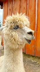 White Alpaca Lying on a Farm with Big Blue Eyes © Diana