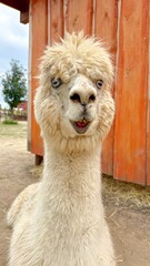 Fototapeta premium White Alpaca Lying on a Farm with Big Blue Eyes