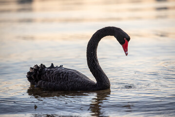 Naklejka premium Black swan swimming on swan river in Perth, Western Australia at sunrise