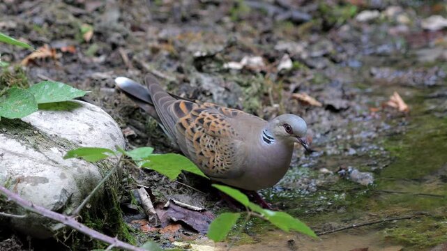 Turtle Dove (Streptopelia turtur), while drinking in the pond