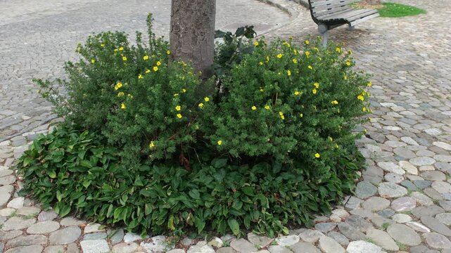 Gartenbau und Landschaftsbau im &Ouml;ffentlichen Raum, Pflanzen Gestaltung rund um einen Baumstamm in einem Pflasterstein Ausschnitt
