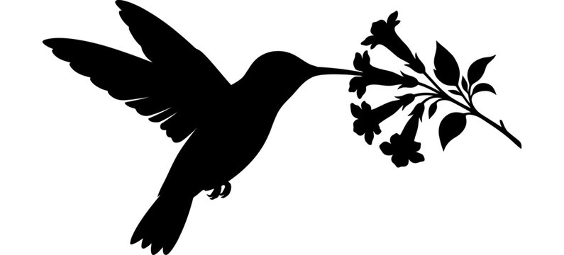 Hummingbird And Flowering Branch Silhouette Against White Background