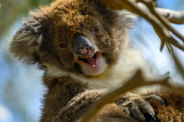 A koala (Phascolarctos cinereus) yawning while sitting in a tree on Kangaroo Island in South Australia. © Kirk Hewlett
