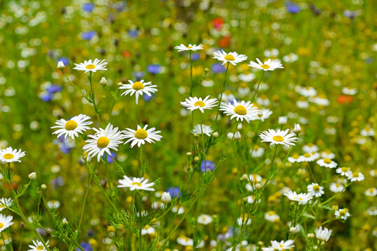 Beautiful White Daisy Flowers Blooming in Summer Wildflower Meadow Field