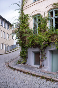 At a rounded corner in Gr&uuml;nerl&oslash;kka, a climbing plant wraps the facade while ivy and greenery soften a cobblestone street and the surrounding architecture of Oslo, Norway.