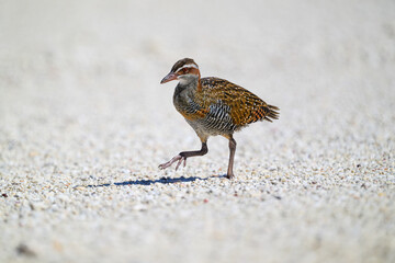 A buff-banded rail (Gallirallus philippensis) walking on the coral beach on Lady Elliot Island in the Great Barrier Reef, Australia. © Kirk Hewlett