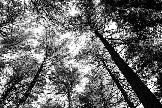 Looking up into the tree tops of pine trees in a forest at Balhama in Scotland, on a clear sunny day.