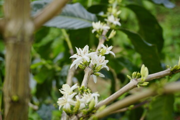 Fototapeta premium Close-up of beautiful white Arabica coffee flowers blooming on a branch with dark green leaves at a plantation.