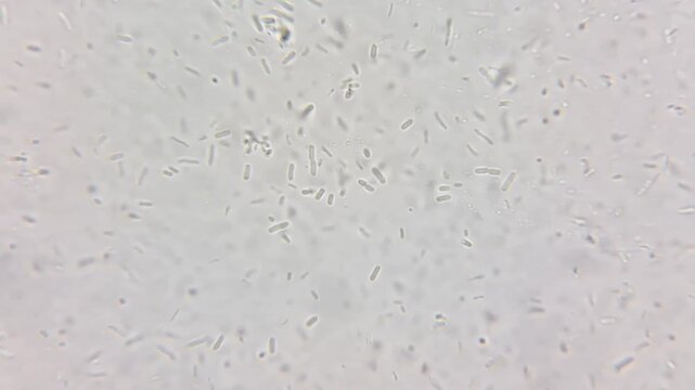 Microscopic view of Bacillus cereus bacteria at 1000x magnification, moving bacilli cells