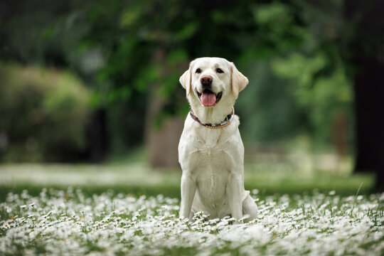 happy labrador retriever dog sitting on a meadow of blooming flowers
