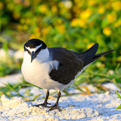 A bridled tern (Onychoprion anaethetus) standing on the beach on Lady Elliot Island, the southern most island in the Great Barrier Reef of the coast of Australia. © Kirk Hewlett