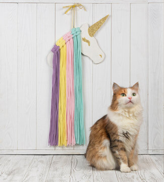 Premium object shot of eco friendly woven cotton children decoration. Creative minimalist design element highlighting natural textile textures and a beautiful furry calico pet.