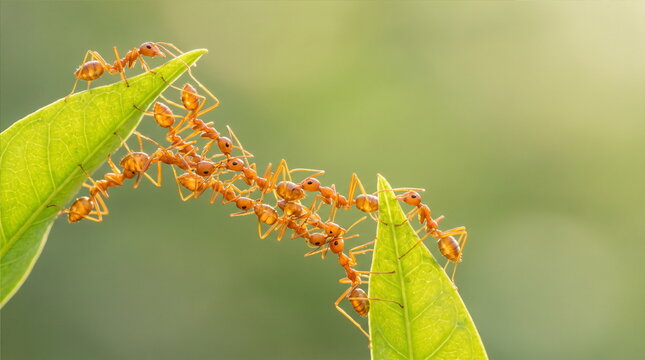 Ant action standing.Ant bridge unity team,Concept team work together Red ant,Weaver Ants (Oecophylla smaragdina), Action of ant carry food. 