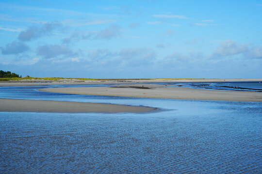 Baltic sea, sand dunes and bird colony, Darss Peninsula