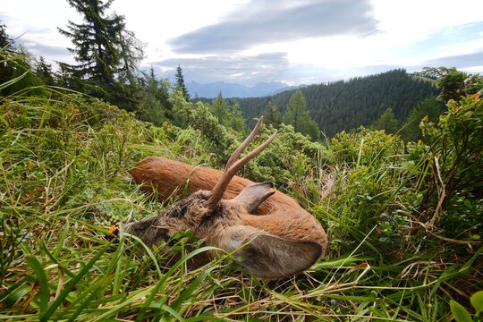 celebration the happy hunting of a roe buck on the mountains at a summer morning