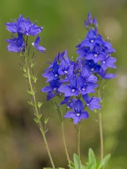Veronica teucrium 'Knallblau' © Winfried Rusch