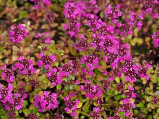  Thymus praecox 'Purpurteppich' © Winfried Rusch