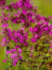 Thymus praecox 'Purpurteppich' © Winfried Rusch