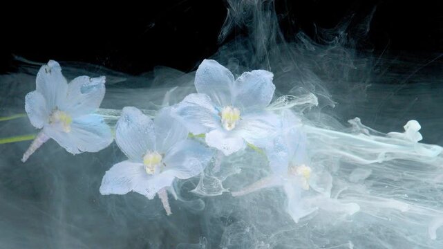 Close-range view of pale blue orchid blossoms with yellow centers and slender green stem, partially wrapped by dense white smoke plumes that curl, fan, and flow rightward across deep black background