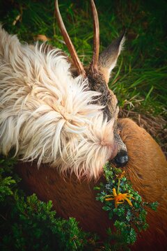 celebration the happy hunting of a roe buck on the mountains with the hunting dog, at a summer morning